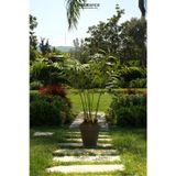 Dekorsende Bambu Palmiye Ağacı 165 Cm