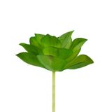 dekorsende Yapay Mini Etli Echeveria Sukulent Açık Yeşil 8 cm