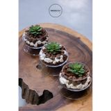 dekorsende Yapay Mini Etli Echeveria Sukulent Yeşil 12 cm