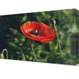 DekorSevgisi - Gelincik Tablosu - 75x50