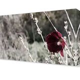 DekorSevgisi - Siyah Beyaz Gelincik Tablosu - 60x40