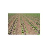 Delikli Yassı Damlama Sulama Borusu 16' Lık 20 Cm Delikli Saatte 2,2 Lt 1 Top (2500 Metre)