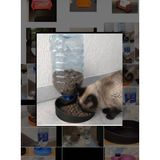 Della Creative Biyoplastik Otomatik Suluklu Mama Kabı – Kedi & Köpek Için - Siyah