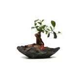 Delux Kaya Saksıda Ficus Ginseng Bonsai Tasarımı