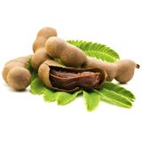 Demir Hindi Meyvesi Sweet Tamarind 5 Tohum + Saksı+Toprak+