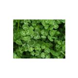 Demirler Tarım Ak Üçgül Tohumu 100 Gram Süs Yoncası Üç Yapraklı Yonca Tohumu Trifolium Repens Bodur Yonca Tohumu