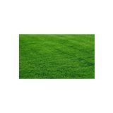 Demirler Tarım Bermuda Çim Grass Tohumu (kurak Ve Susuz Alanlara Özel) 100 Gr