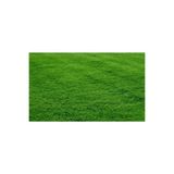 Demirler Tarım Bermuda Grass Çimi Tohumu (kurak Ve Susuz Alanlara Özel) 250 Gr