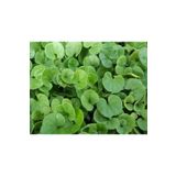 Demirler Tarım Dichondra Repens Fare Kulağı Çim Tohumu 500 gr