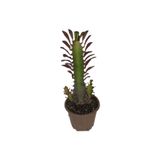 Deneme Zamanı Euphorbia Trigona Rubra Kaktüs Kırmızı Süt Ağacı 20/30 Cm Arası