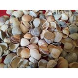 Deniz Kabuğu Kiloluk Deniz Kabuğu 1 Kg Deniz Kabuğu 2-3 Cm