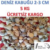 Deniz Kabuğu Kiloluk Deniz Kabuğu 5 Kg Deniz Kabuğu Deniz Kabuk