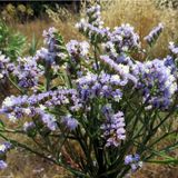 Deniz Lavantası Limonium Sinuatum Lilac Lavender Tohumu (30 tohum