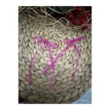Deniz Party Store Fuşya 6 Mm Organze Hazir Fiyonk Kurdele 10 Adet Balon Pasta Kurdelesi