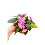 denizingarden Rozet çiçeği pervane çiçeği pembe alacalı
