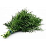 Dereotu (Anethum graveolens) Tohumu – 500+ Tohum – Ev, Balkon ve Bahçe Yetiştiriciliğine Uygun