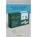Destek ve Hareket Sistemi Modeli Deney Seti | 02-06