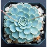 Dev Boy Xxl Echeveria Glauca Aşkın Gözyaşı Sukulent Bitki