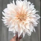 Dev Çiçekli Cafe Au Light Dahlia Yıldız Çiçeği Soğanı Yumrusu (1 Adet)