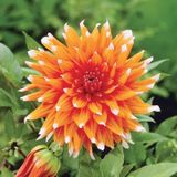 Dev Çiçekli Color Spectacle Dahlia Yıldız Çiçeği Soğanı Yumrusu