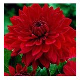 Dev Çiçekli Garden Wonder Dahlia Yıldız Çiçeği Soğanı Yumrusu (1 adet )
