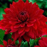 Dev Çiçekli Garden Wonder Dahlia Yıldız Çiçeği Soğanı Yumrusu 1