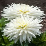 Dev Çiçekli White Lace Dahlia Yıldız Çiçeği Soğanı Yumrusu 1 Ade