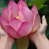 Dev kutsal lotus tohumu Pembe çiçekli