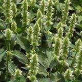 Dev Meksida Beyazı Hyssop Çiçeği Tohumu(50 tohum)