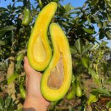 Dev Uzun Avokado Fidanı (Long Neck) - 2 Yaş Aşılı Sertifikalı - Gurme Çeşit Saksıya Uygun (50-70 Cm)