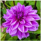 Dev Yıldız Çiçeği Yıldız Soğanı Dahlia Lilac Time Soğanı 1 Adet Boy 120 Cm - ADAFDN0063