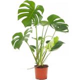 Deve Tabanı 60 80 Cm Monstera Deliciosa Ev Bitkisi Ofis Bitkisi Salon Bitkisi