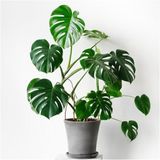 Deve Tabanı Bitkisi 90 110 Cm Monstera Deliciosa, BTS05032025BYB90