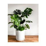 Deve Tabanı Bitkisi 90 110 cm Monstera Deliciosa Ev Bitkisi Ofis Bitkisi Salon Bitkisi