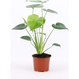 Deve Tabanı Bitkisi - Monstera Deliciosa-Ithal 35-50 cm