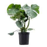 Deve Tabanı Bitkisi- Monstera Deliciosa
