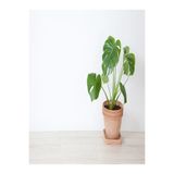 Deve Tabanı Çiçeği Besin Hediyeli Monstera Deliciosa Iç Mekan Bitkisi