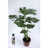Deve Tabanı Çiçeği Besin Hediyeli Monstera Deliciosa, TYB2ZTJS7YNE9S5534
