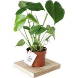 Deve Tabanı - Monstera Deliciosa - 50 cm Boyunda