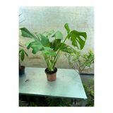 Deve Tabanı Monstera Deliciosa 60-80 Cm Boyunda Özel Kutulu