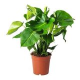 Deve Tabanı Monstera Deliciosa