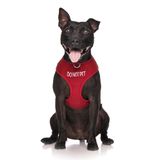 Dexil Limited DO NOT PET Kırmızı Renk Kodlu Çekilmez Ön ve Arka D Halka Dolgulu ve Su Geçirmez Yelek Köpek Koşumu, Köpeğinizin Başkalarını Önceden Uyandırarak Kazaları Önler (S)