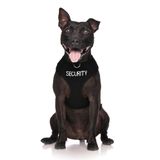 Dexil Limited Güvenlik Siyah Renk Kodlu Çekilmez Ön ve Arka D Halka Dolgulu ve Su Geçirmez Yelek Köpek Koşumu, Köpeğinizin Başkalarını Önceden Uyandırarak Kazaları Önler (L)