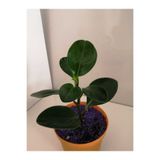 deysi flowers Peperomia (bebek Kauçuk Bitkisi)