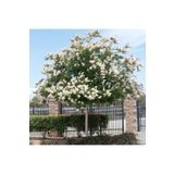 DH STORE Beyaz Ağaç Hatmi 50-60 Cm (tüplü Bol Çiçek Açan Özel Seri )