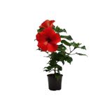 DH STORE Hibiscus Çiçeği (japon Gülü) Kırmızı