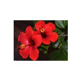 DH STORE Japon Gülü Fidanı Kırmızı 50-60 Cm Tüplü