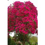 DH STORE Kırmızı Oya Ağacı Fidanı 1. Kalite 70 Cm - 1 Metre