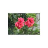 DH STORE Kırmızı Pastel Renkli Ağaç Hatmi 50-60 Cm (tüplü)