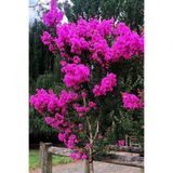 DH STORE Mor Oya Ağacı Hint Leylağı Yavru Fidan 50-60cm